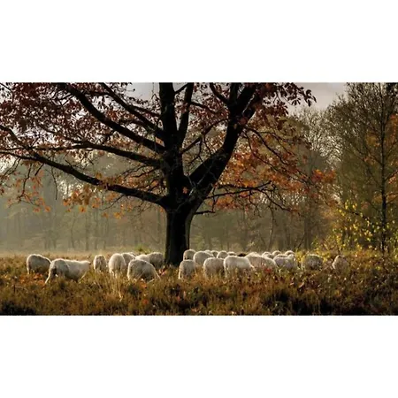 In Veluwe Near Speulderbos *