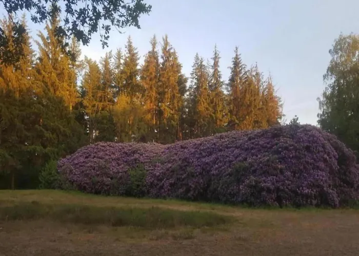 In Veluwe Near Speulderbos إرميلو