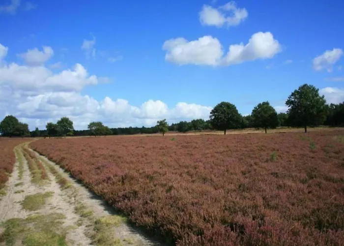 In Veluwe Near Speulderbos *