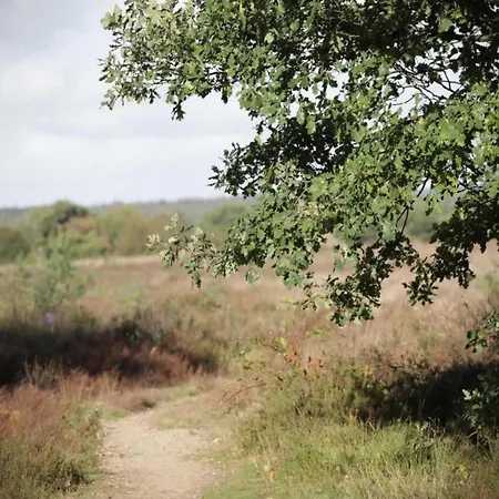 In Veluwe Near Speulderbos *