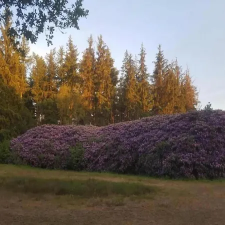 In Veluwe Near Speulderbos Ermelo