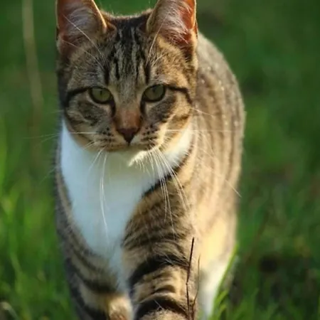 Vakantiehuis In Veluwe Near Speulderbos *