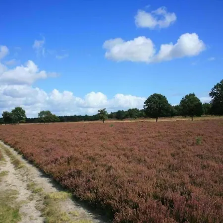 In Veluwe Near Speulderbos *