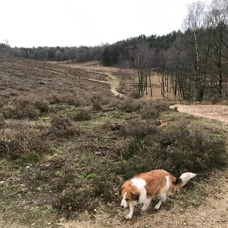 In Veluwe Near Speulderbos Ermelo