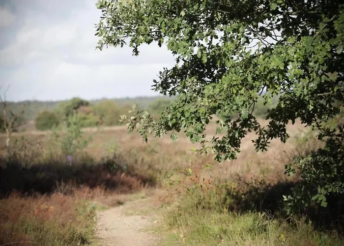 In Veluwe Near Speulderbos *