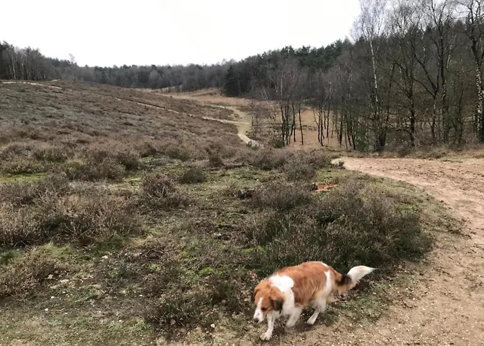 In Veluwe Near Speulderbos Ermelo