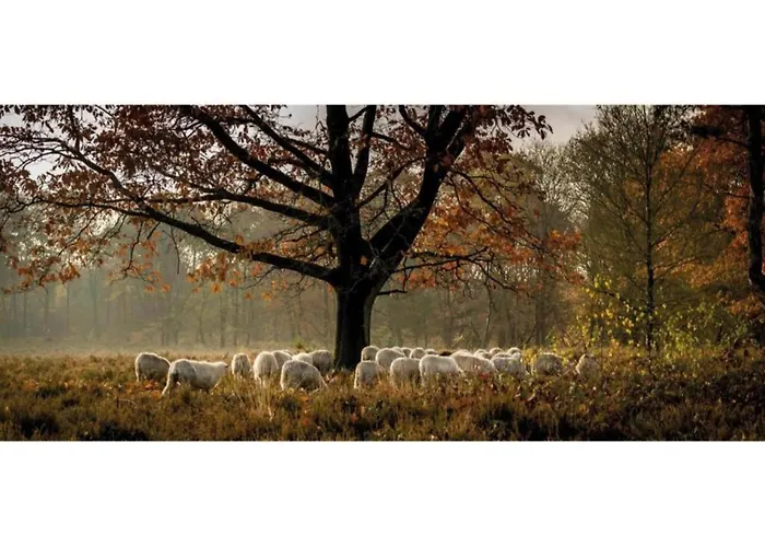 In Veluwe Near Speulderbos *